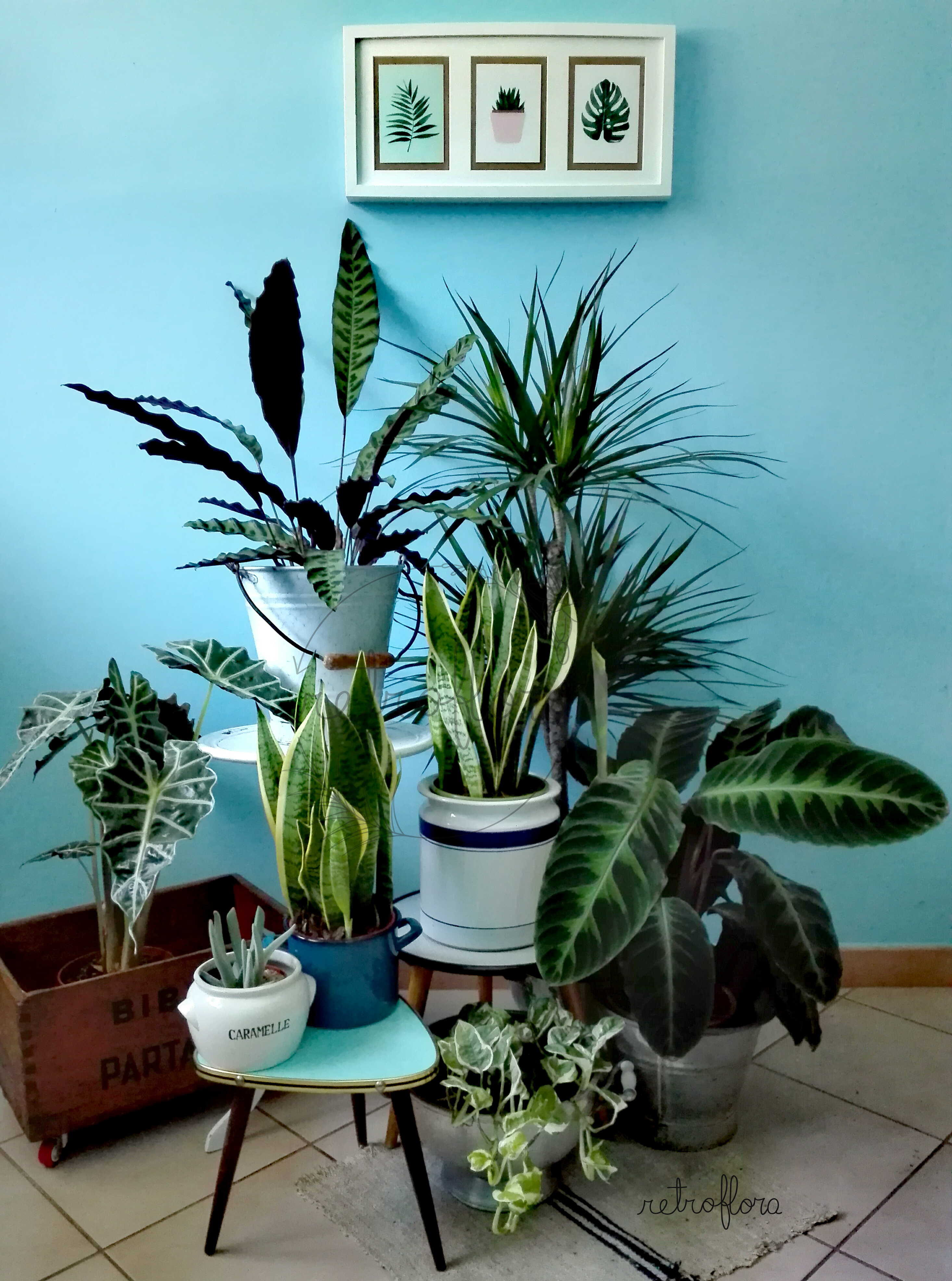 Arredare con le Piante, Piante da interno, indoor plants ideas