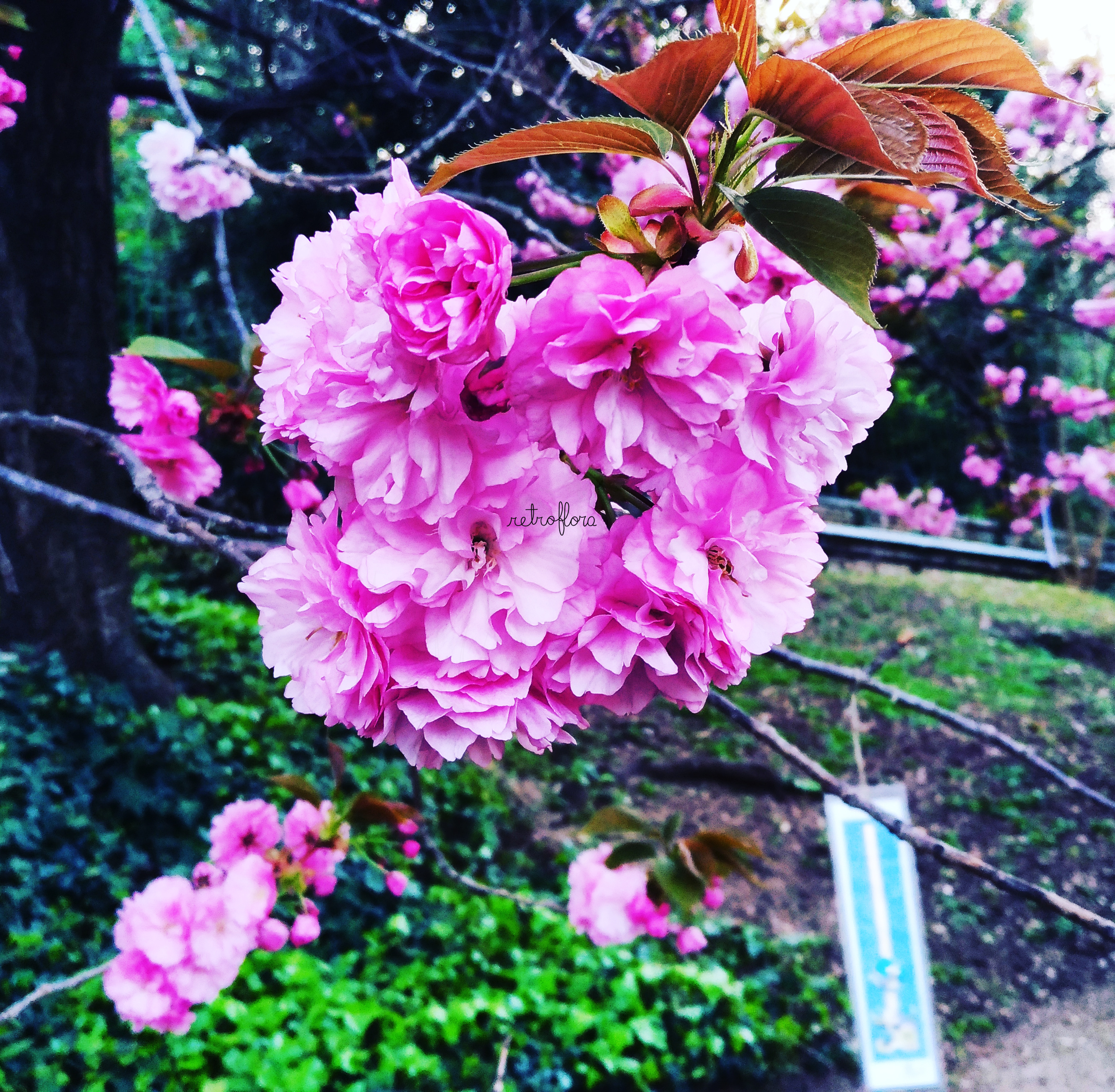 Hanami la contemplazione dei Fiori, Hanami dei Sakura, Contemplazione dei Ciliegi, Ciliegi, Haiku, Ciliegi in Fiore, Ciliegi Orto Botanico Roma, Fioritura dei Ciliegi