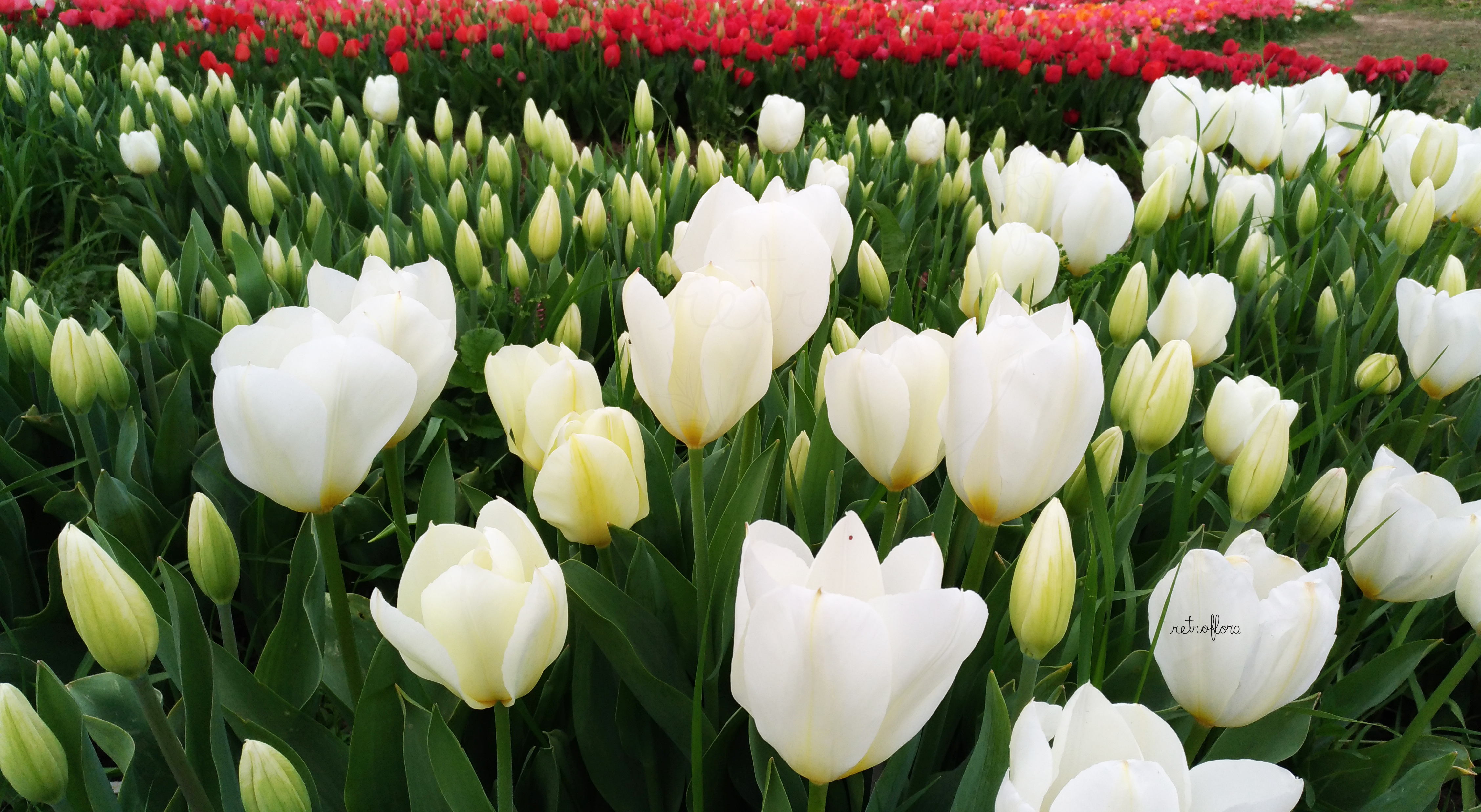 Tulipark Roma, Parco U-Pick, giardino tulipani