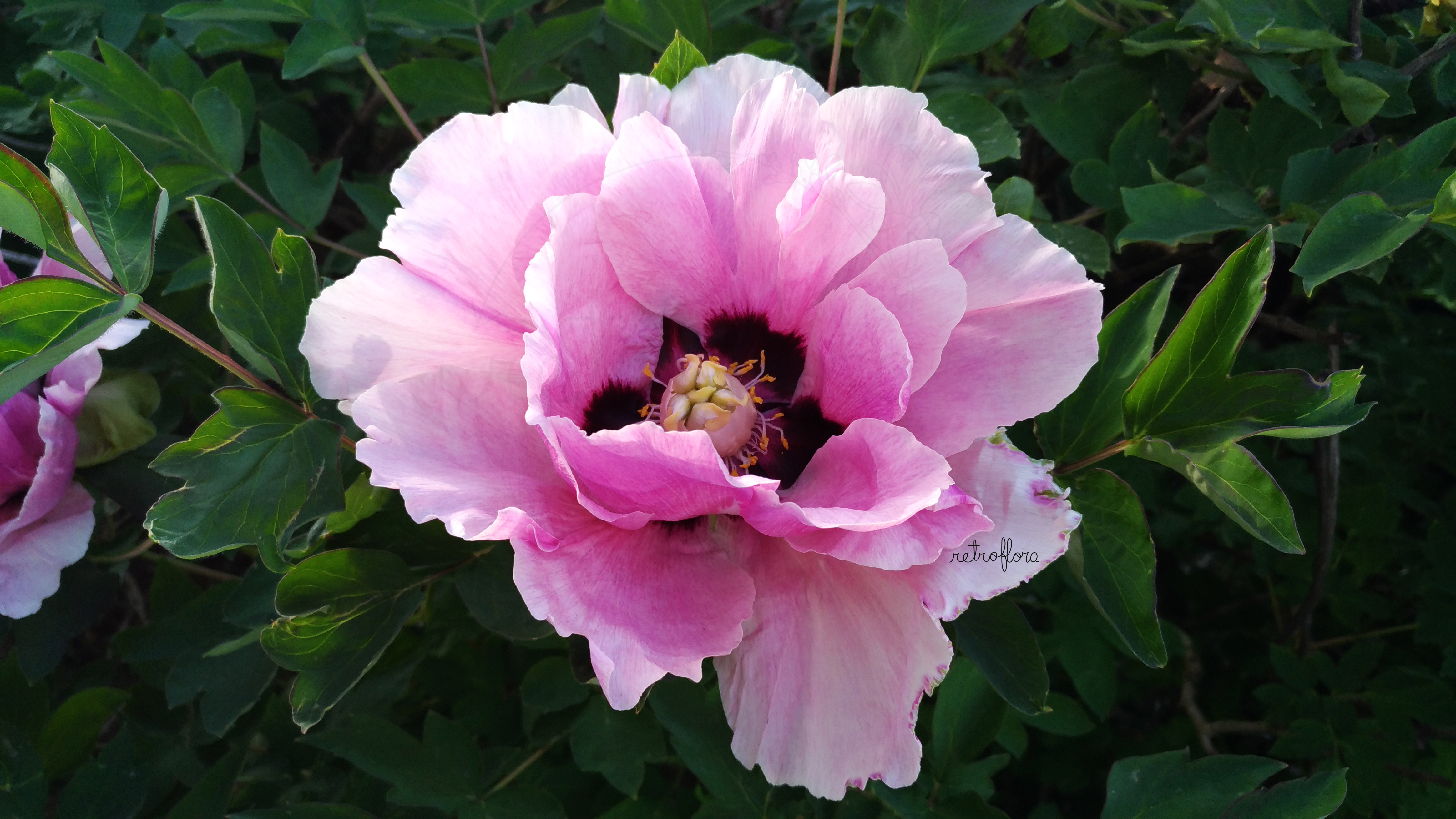 Hanami delle Peonie Parte 3, Peonia, Peonia Arbustiva, Peonia Arborea, Peonie Arbustive, Peonie Arboree, Peonia Rocki, Paeonia Rockii, Peonia Profumata, Peony, Rock's Peony, Peonies