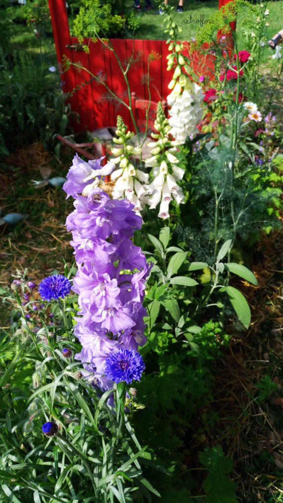 Festival del Verde e del Paesaggio, Digitalis, Fiordaliso, Delphinium, Eventi Florovivaistici