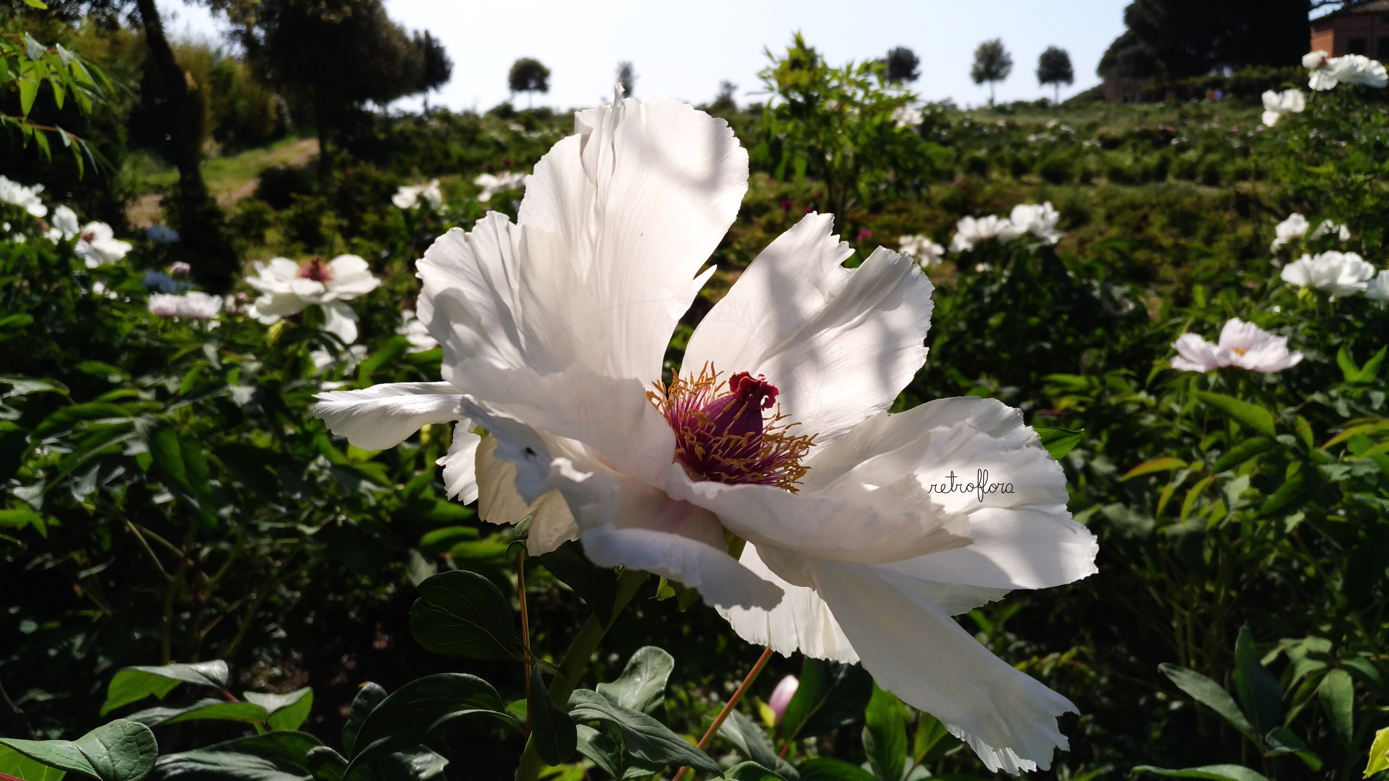 Hanami delle Peonie Parte 2, Peonia, Peonie, Peonia Arbustiva, Peonia Arborea, Peonia Profumata, Peony, Peonies