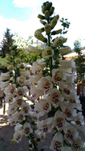 Festival del Verde e del Paesaggio, Fiere di Fiori, Digitalis, Florovivaismo