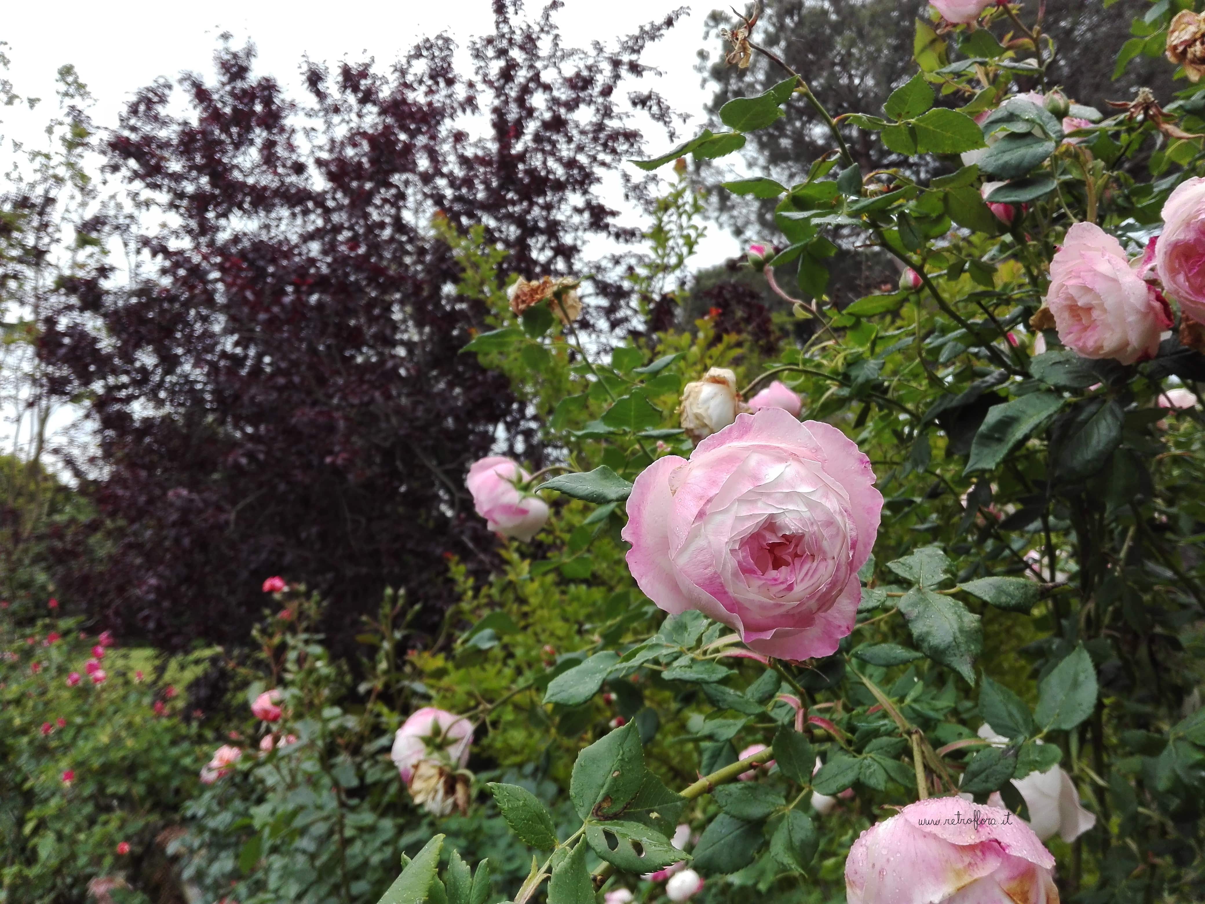 Il Giardino di Virginia Woolf, fiori libri recensione, rose rosa