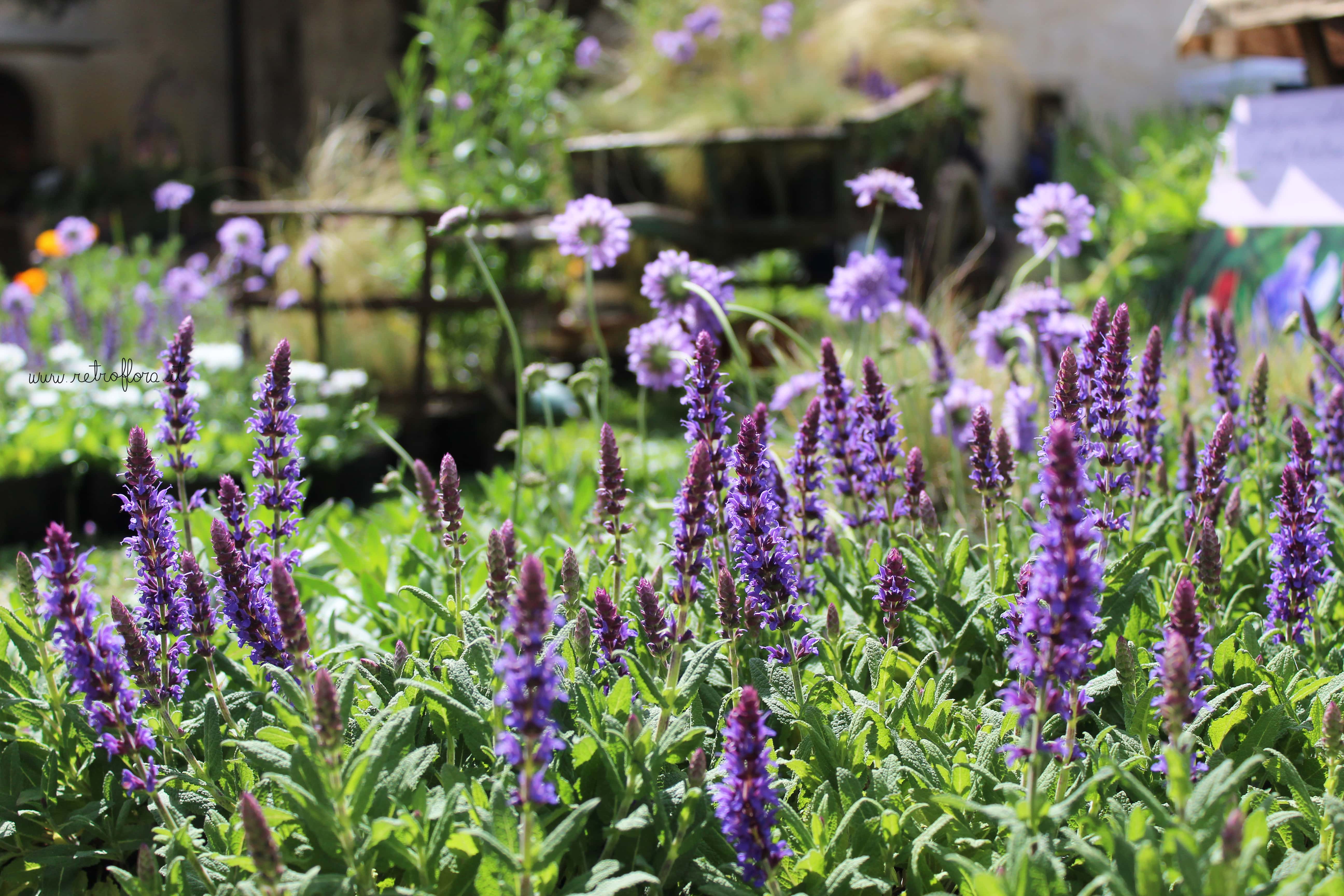 fiere di fiori, mostre florovivaismo, eventi di fiori, mostremercato di fiori, eventi florovivaismo