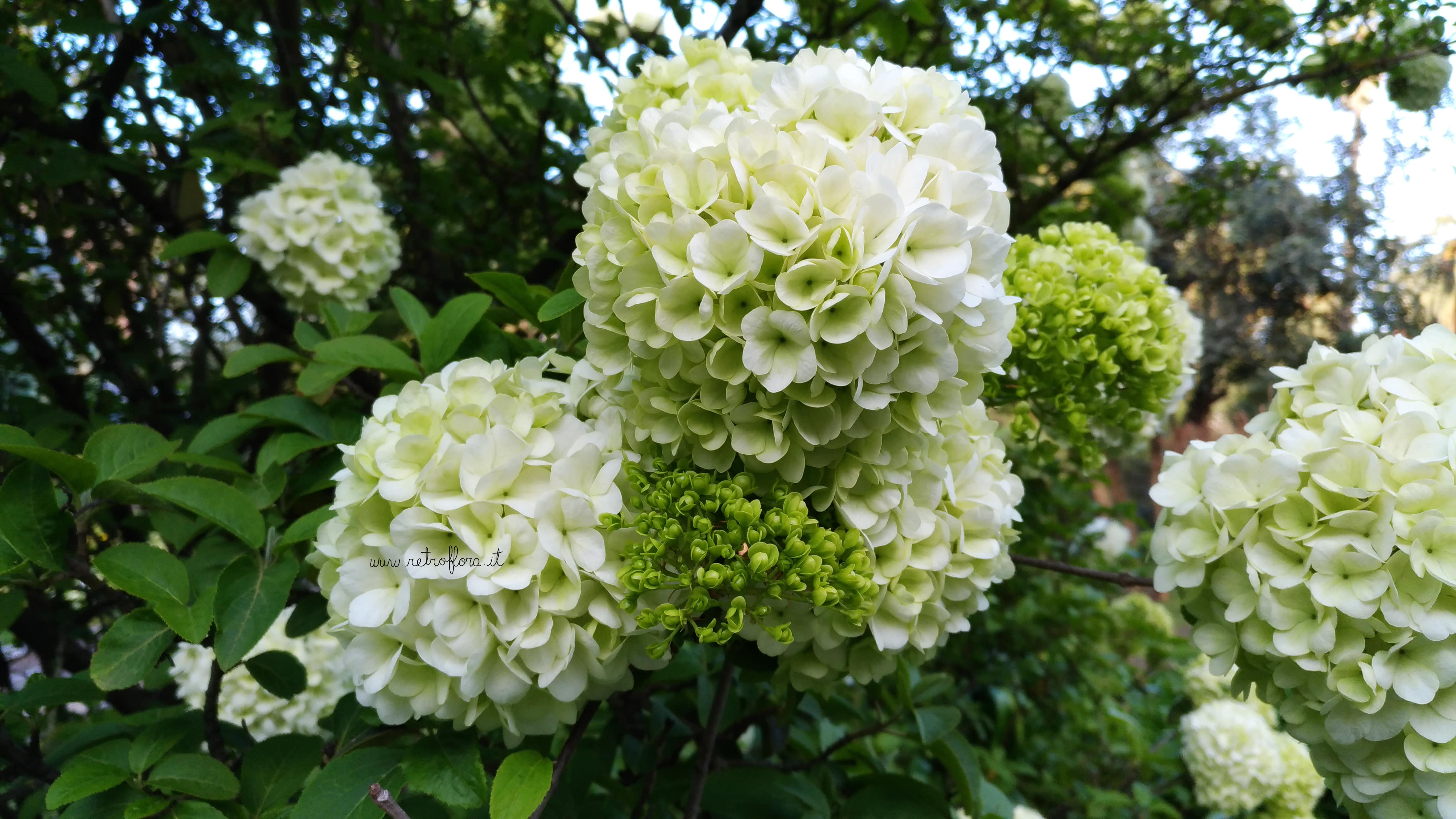 Fioritura del Viburno Snowball, Viburno, Viburnum Macrocephalum, Viburno Snowball, Orto Botanico Roma