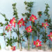 floral design e leggerezza, ippeastro, floral display, la mensola fiorita, retroflora