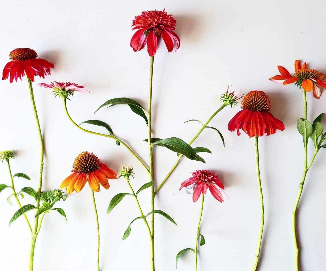 Echinacea, Fiori di Echinacea, Echinacea recisa, Fiori colorati