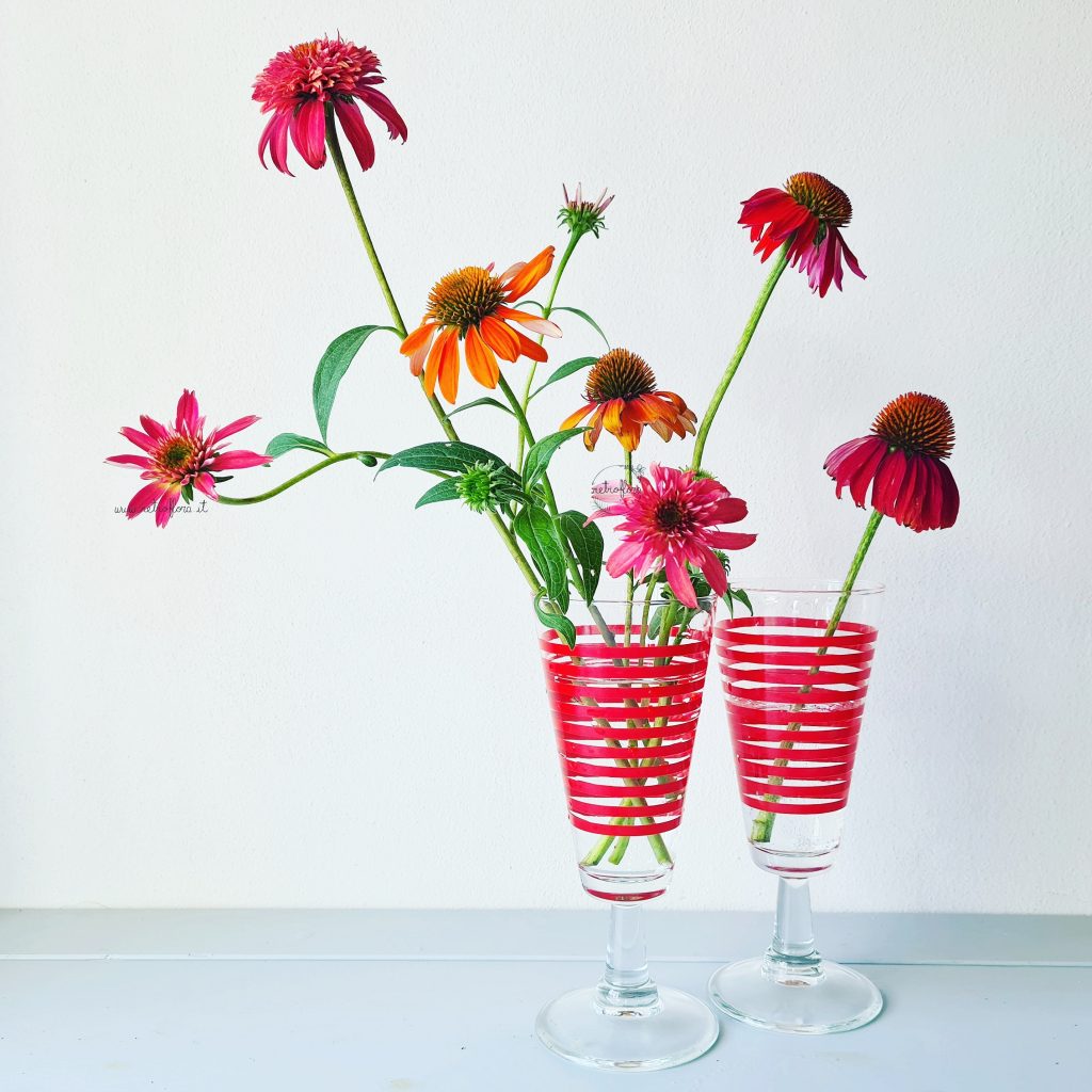 Fiori di Echinacea, echinacea recisa, echinacea in vaso, vintage flowers 
